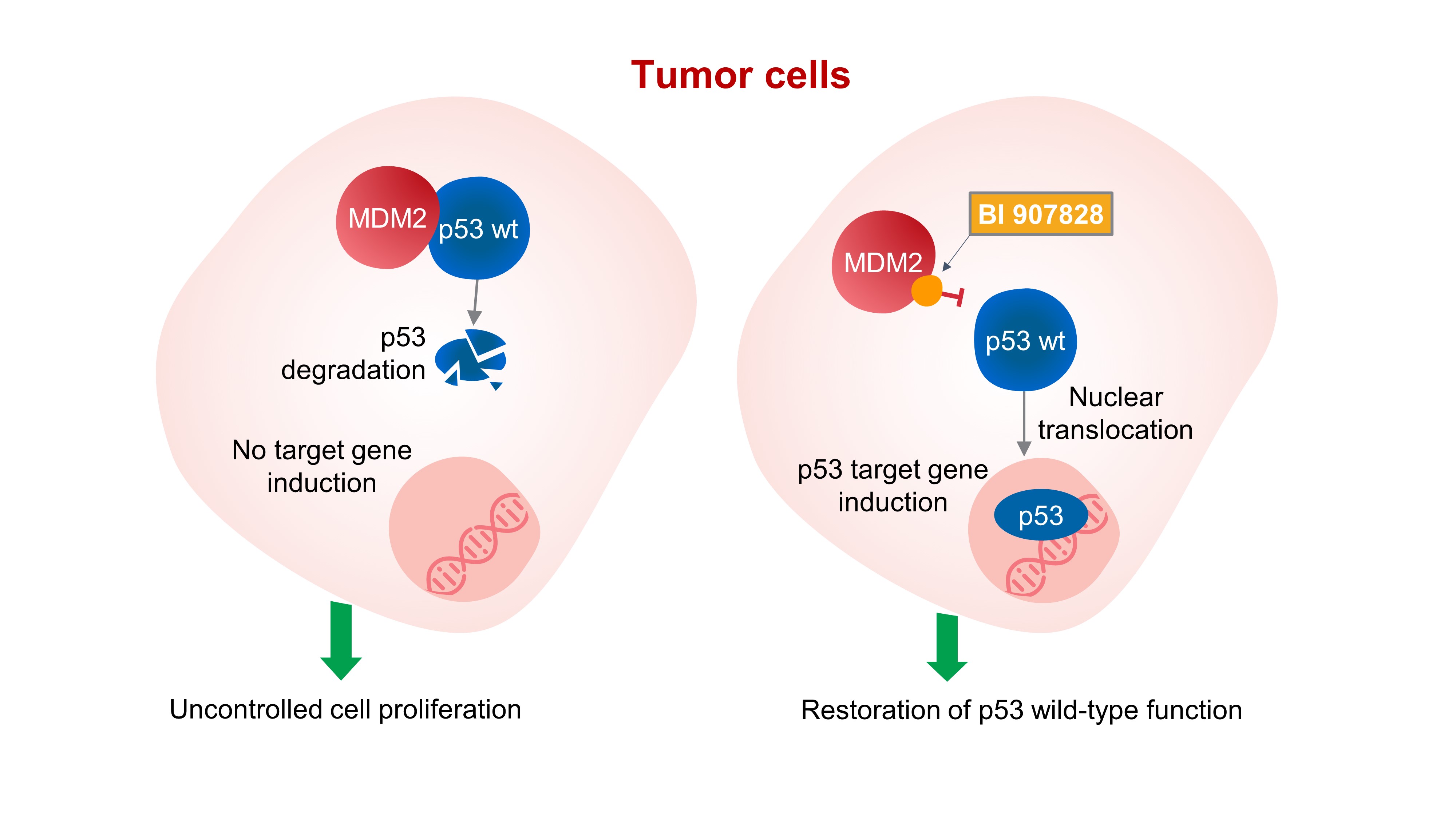 Mdm2 P53 Antagonist Inoncology Boehringer Ingelheim 7117